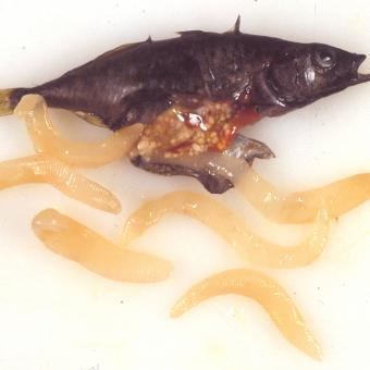 Schistocephalus solidus Schistocephalus solidus Fish Pathogens