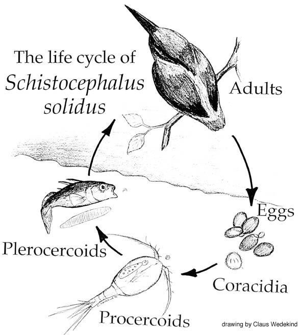 Schistocephalus solidus Life cycle of Schistocephalus solidus Toptenznet