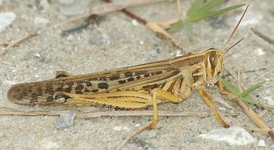 Schistocerca Schistocerca americana American grasshopper