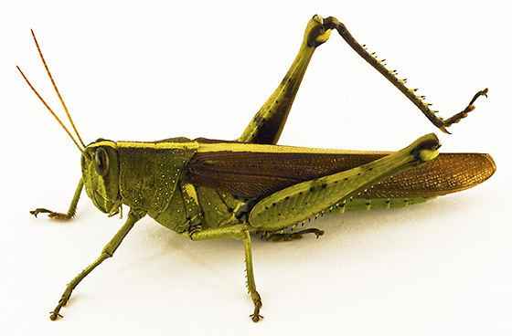 Schistocerca Grasshopper ID Schistocerca obscura BugGuideNet