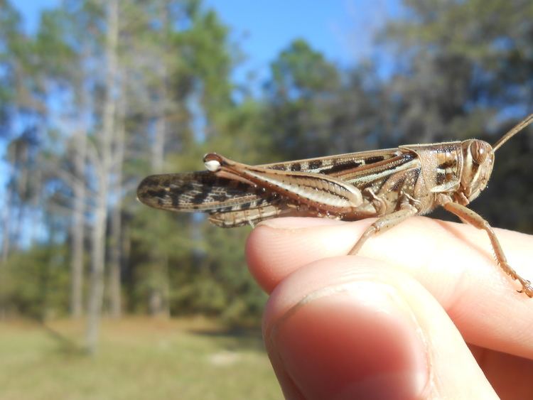 Schistocerca americana American bird grasshopper Schistocerca americana Hilliard Florida