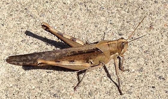 Schistocerca nitens Grasshopper in Los Angeles Schistocerca nitens BugGuideNet