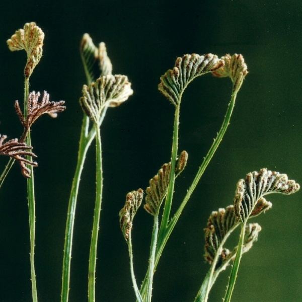 Schizaea Schizaea bifida Noosa39s Native Plants