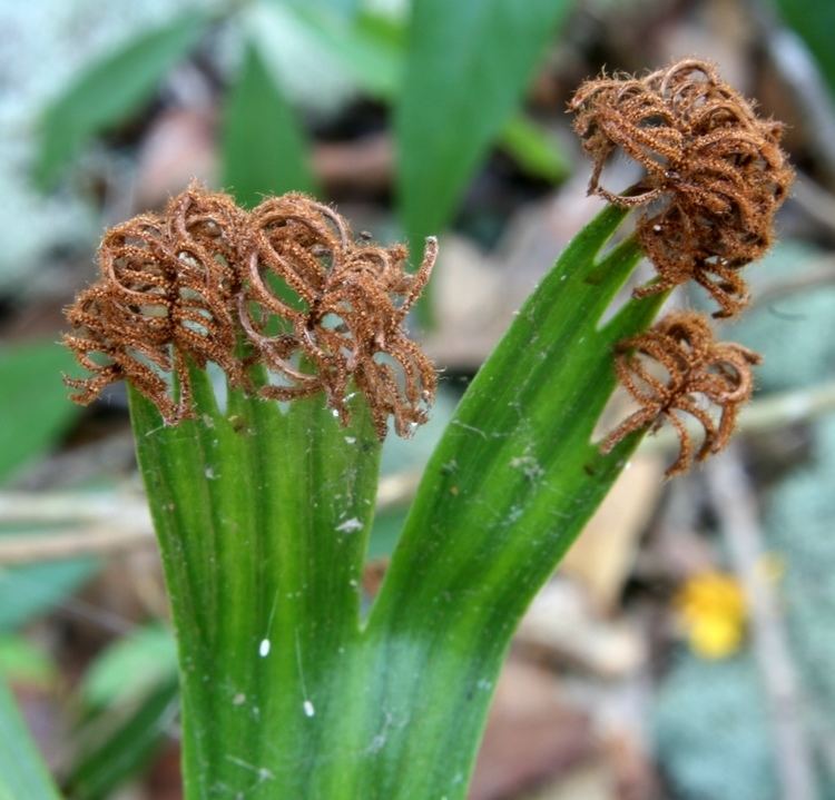 Schizaea Schizaea elegans Ferns and Lycophytes of the World