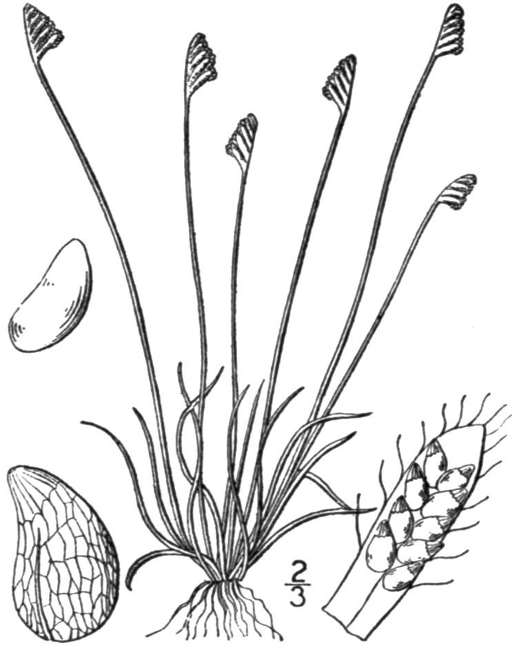 Schizaea Schizaea pusilla Wikipedia