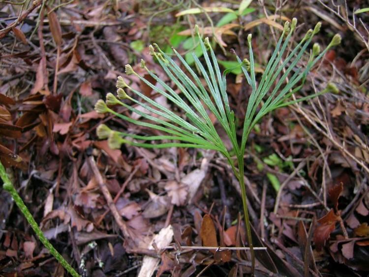Schizaea Flora of New Zealand Taxon Profile Schizaea dichotoma