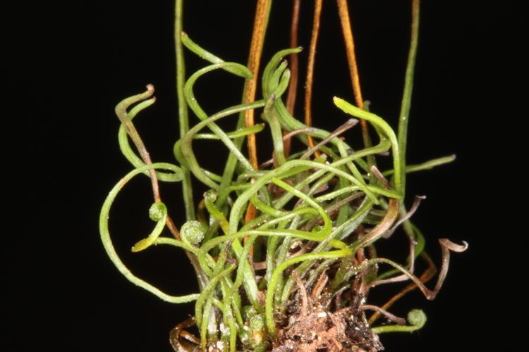 Schizaea pusilla Schizaea pusilla Ferns and Lycophytes of the World