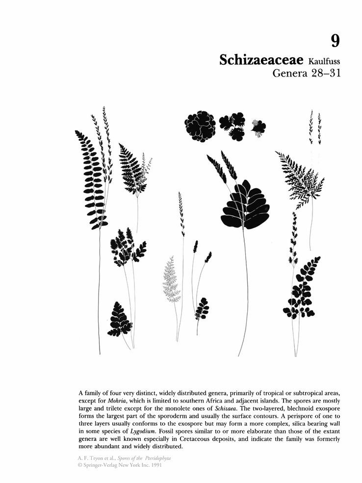 Schizaeaceae Schizaeaceae Kaulfuss Springer