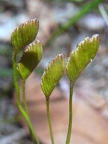 Schizaeaceae httpsuploadwikimediaorgwikipediacommonsthu