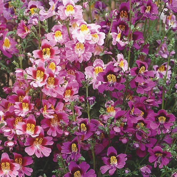 Schizanthus Schizanthus Butterfly Flower Poor Man39s Orchid Schizanthus My