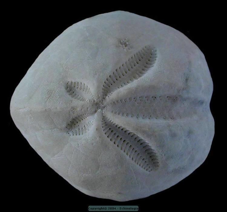 Schizaster cf lucidus vue apicale Eocene moyen Calc lutetien Verone Italie