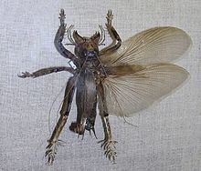 Schizodactylus monstrosus httpsuploadwikimediaorgwikipediacommonsthu