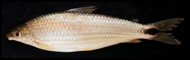 Schizodon Fish Identification