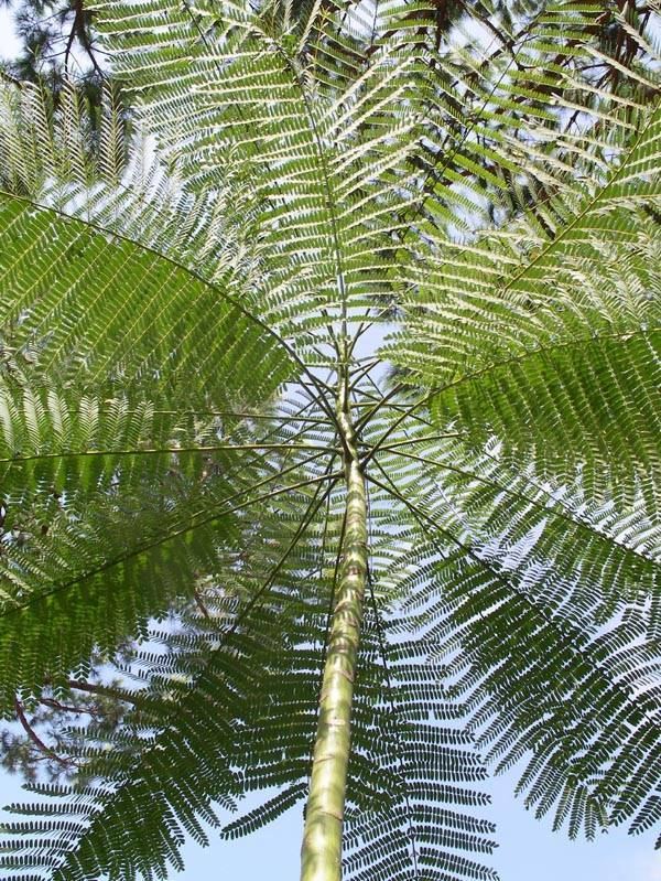 Schizolobium parahyba growingontheedgenet View topic schizolobium parahyba Brazilian