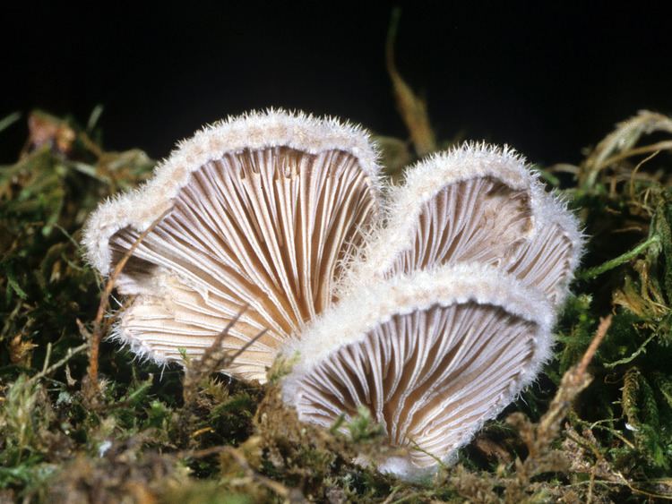 Schizophyllum commune California Fungi Schizophyllum commune