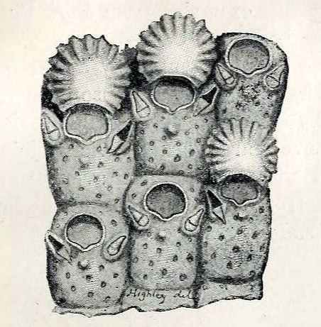 Schizoporellidae