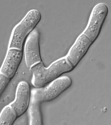 Schizosaccharomyces Schizosaccharomyces japonicus yFS275 Ensembl Genomes 34