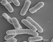 Schizosaccharomyces Schizosaccharomyces Wikipedia