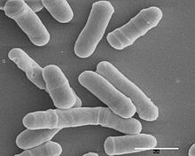 Schizosaccharomyces pombe httpsuploadwikimediaorgwikipediacommonsthu