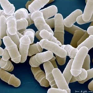 Schizosaccharomyces pombe Use of temperaturesensitive mutant in S pombe fission yeast for