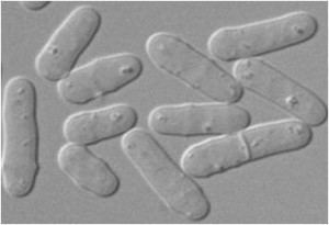 Schizosaccharomyces pombe Use of temperaturesensitive mutant in S pombe fission yeast for