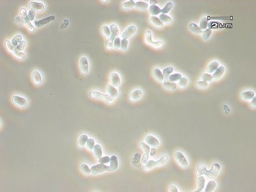 Schizosaccharomyces pombe spomberesources KeoghLab