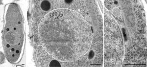 Schizosaccharomyces pombe Schizosaccharomyces pombe Wikipedia