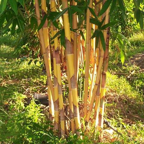Schizostachyum Schizostachyum brachycladum Bamboo Photos Bamboo For You