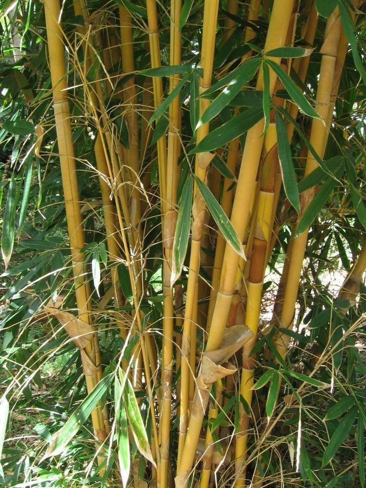 Schizostachyum PlantFiles Pictures Sacred Bali Bamboo Schizostachyum brachycladum