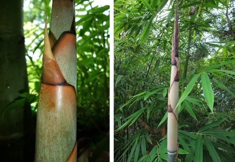 Schizostachyum Compilation of Bamboo Seeds Schizostachyum