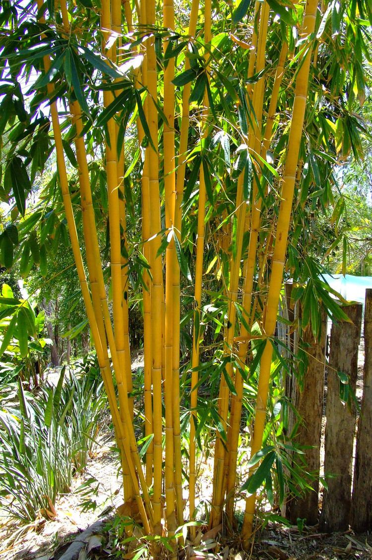 Schizostachyum Schizostachyum brachycladum 39Yellow39 Sacred Bali Bamboo Bamboo