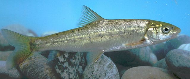 Schizothorax Fish Identification