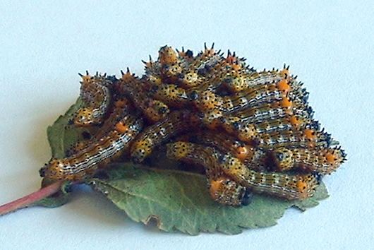 Schizura concinna Webbed branches with many caterpillars mid August in MN Schizura
