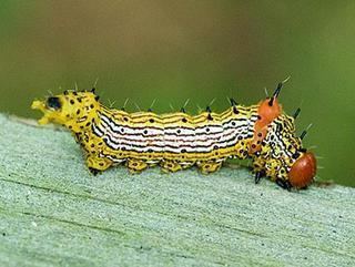 Schizura concinna Schizura concinna Redhumped Caterpillar Moth Discover Life