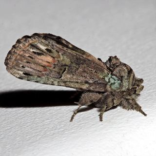 Schizura unicornis Schizura unicornis Unicorn Caterpillar Moth Discover Life