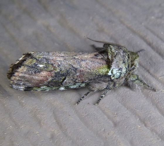 Schizura unicornis Schizura unicornis Unicorn Caterpillar Moth Prairie Haven