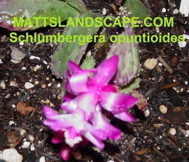Schlumbergera opuntioides Hybrid Epi Cactus Display Page