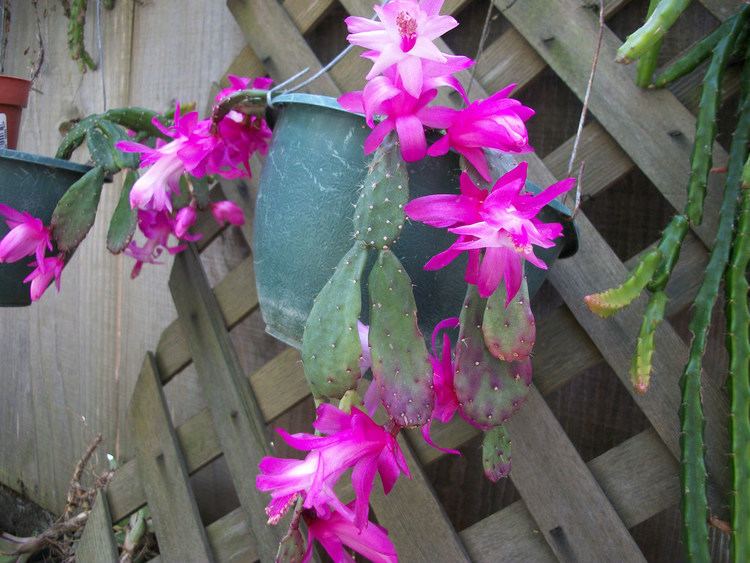 Schlumbergera opuntioides schlumbergera opuntioides a botanical Christmas cactus fro Flickr