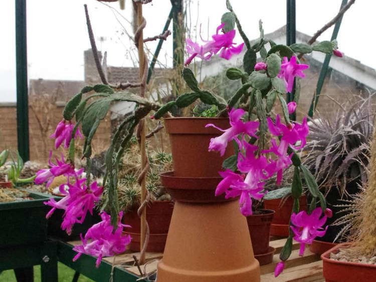 Schlumbergera opuntioides Schlumbergera opuntioides World of Succulents