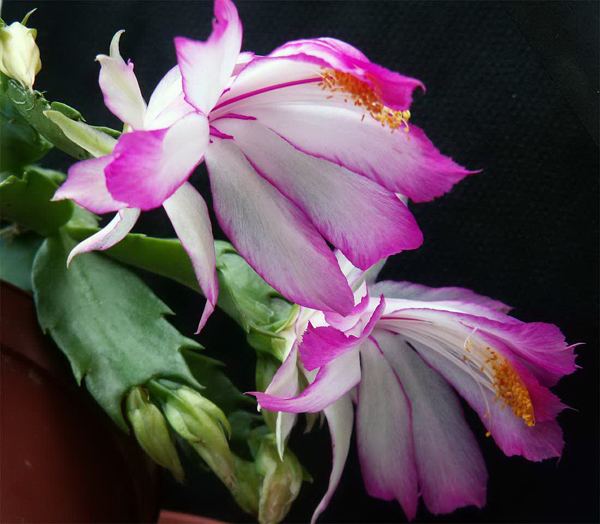 Schlumbergera orssichiana Online Guide to the positive identification of Members of the