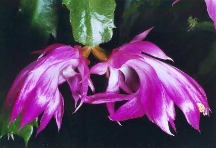 Schlumbergera orssichiana Schlumbergera orssichiana and its hybrids 2