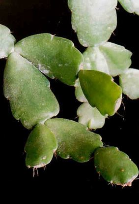 Schlumbergera russelliana cactusepiphyteseuPhotosbiotopeschrussartpb