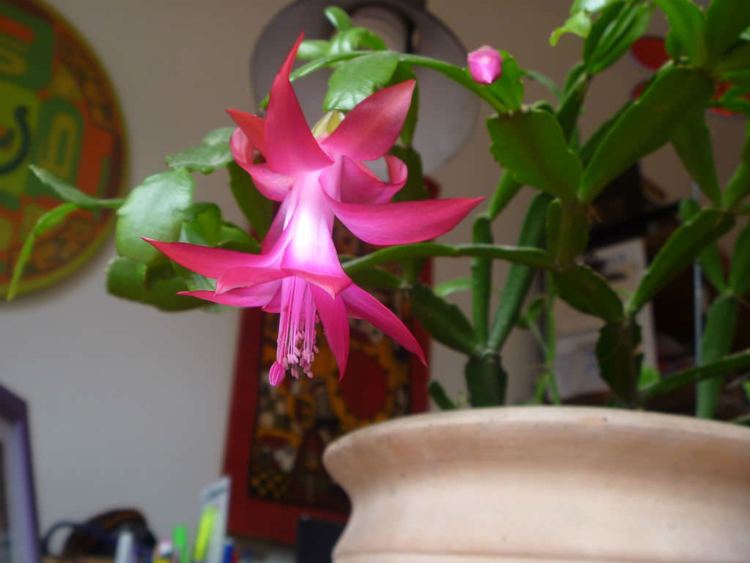 Schlumbergera russelliana Schlumbergera russelliana World of Succulents