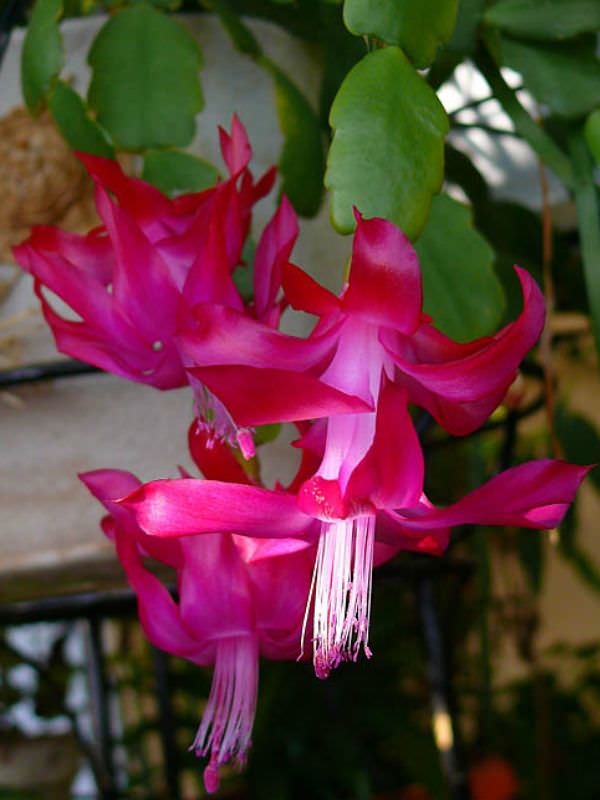 Schlumbergera russelliana Schlumbergera russelliana World of Succulents