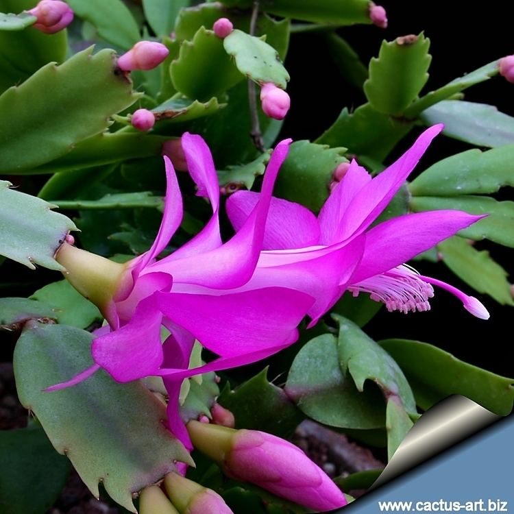 Schlumbergera truncata Schlumbergera truncata Syn Zygocactus truncatus