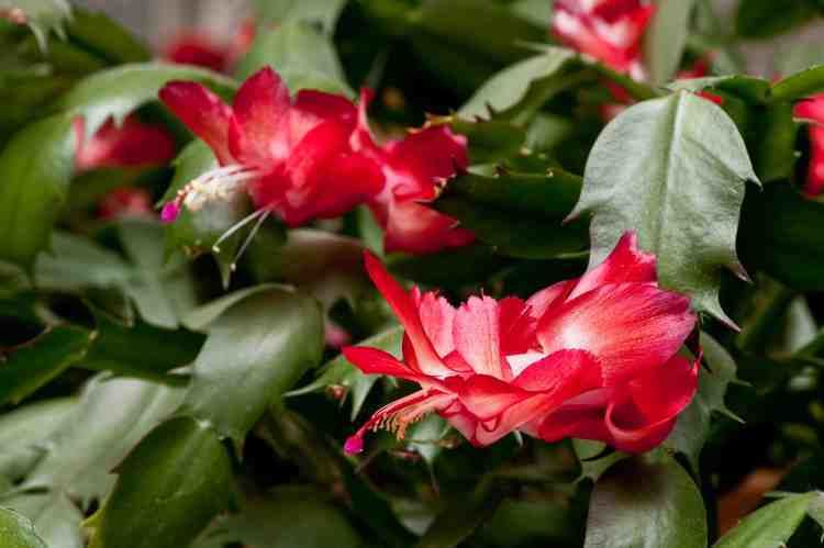 Schlumbergera truncata Schlumbergera truncata Laidback Gardener