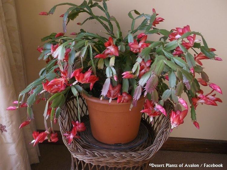 Schlumbergera truncata My Christmas Cactus Schlumbergera truncata from bud to red bloom Dec