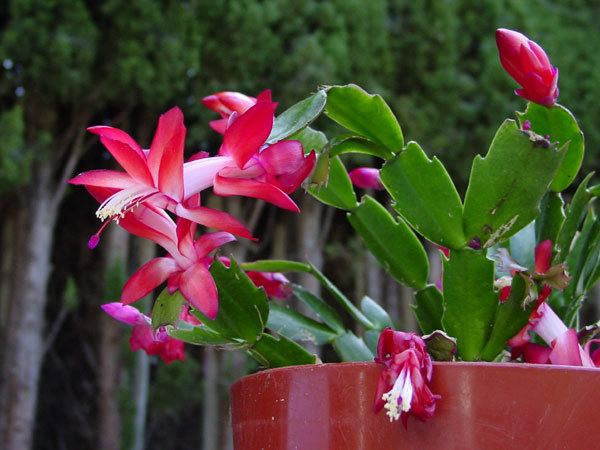 Schlumbergera truncata cactiguidecomgraphicsstruncata2600jpg