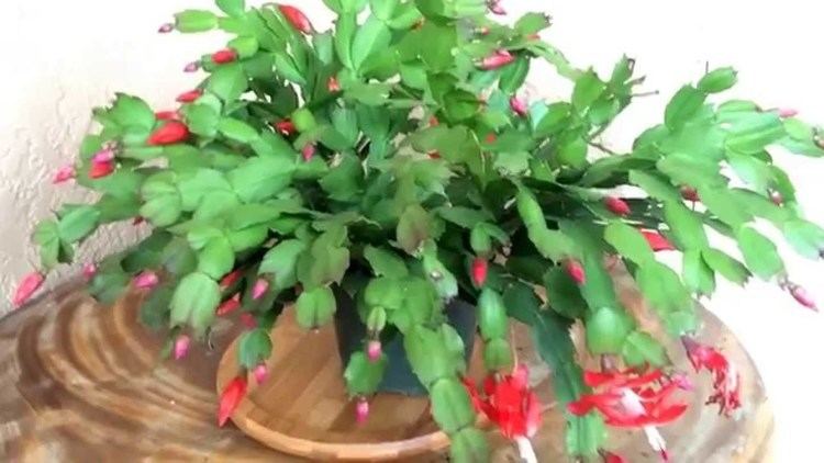 Schlumbergera truncata Schlumbergera truncata Thanksgiving cactus YouTube