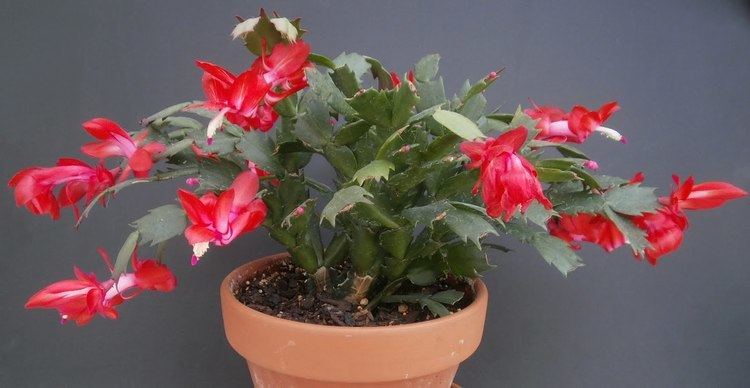 Schlumbergera truncata Plants are the Strangest People Tease Schlumbergera truncata cvv